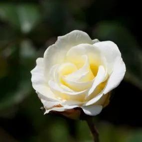 Gardeners' Glory Climbing Rose (Rosa Gardeners' Glory) 2